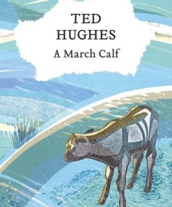 A March Calf